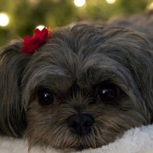 Meet your Posher, Heidi